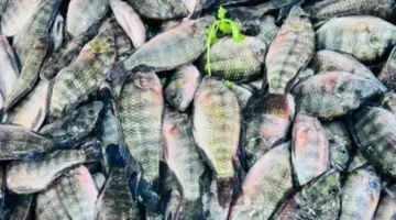 سعر كيلو البلطي يسجل 60 جنيها في أسواق كفر الشيخ اليوم الإثنين